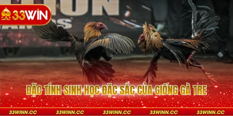 Đặc tính sinh học đặc sắc của giống gà tre